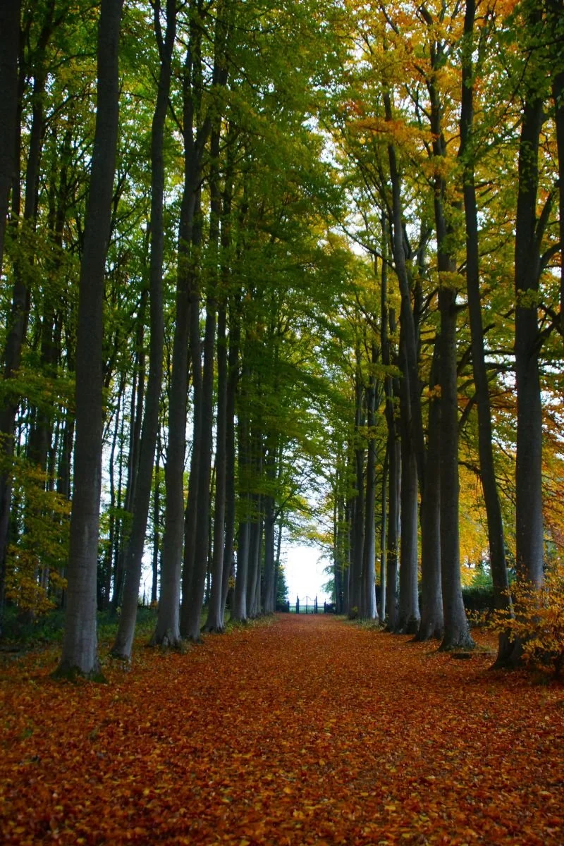 Avenue of Autumn by Sam Miller (17)