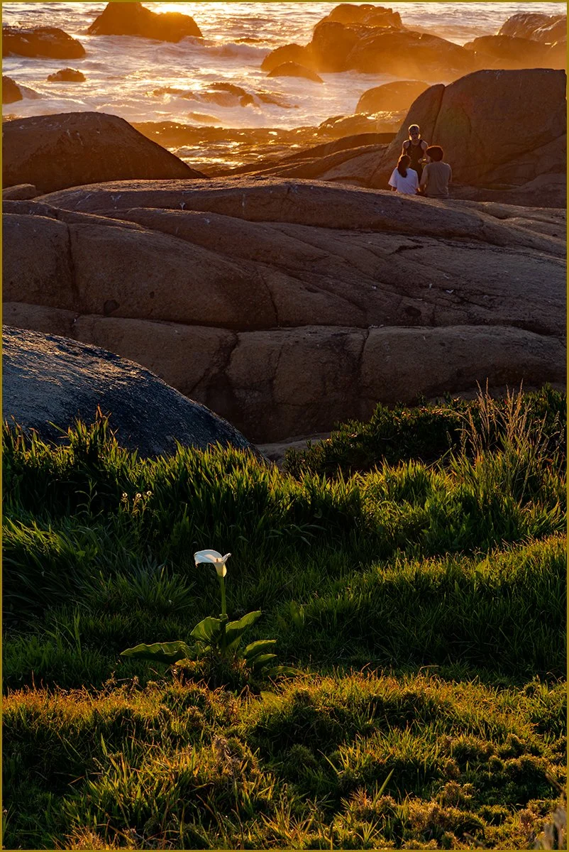 Lily Sunset by Mike Porter (13)