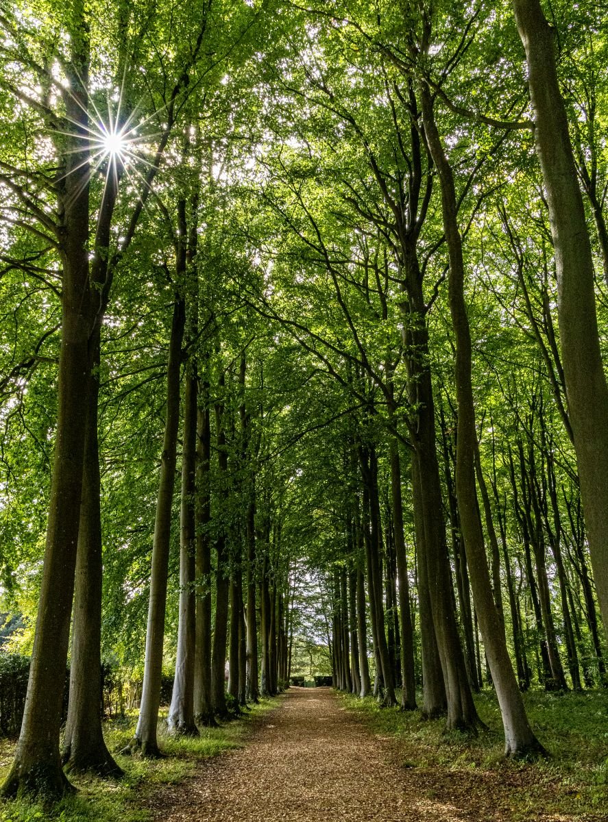 Beech Avenue_Mike Porter.jpg