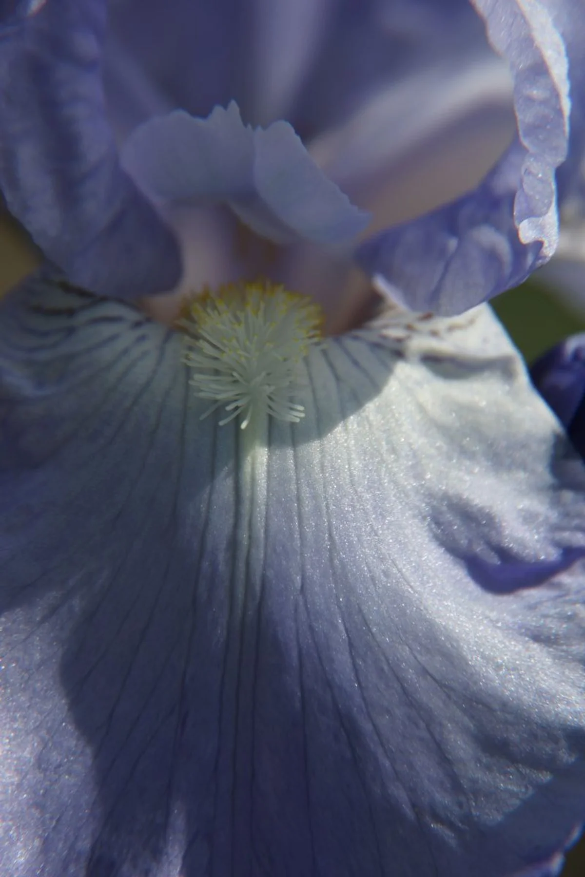 Lilac Shimmer by Martin Miller (12)