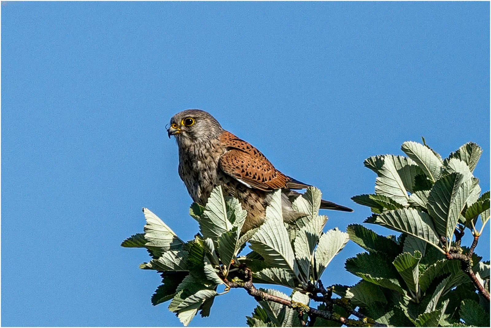 Kestrel by Mike Porter (15)