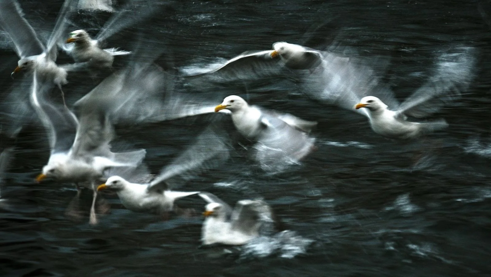 Dance of the Gulls.jpg