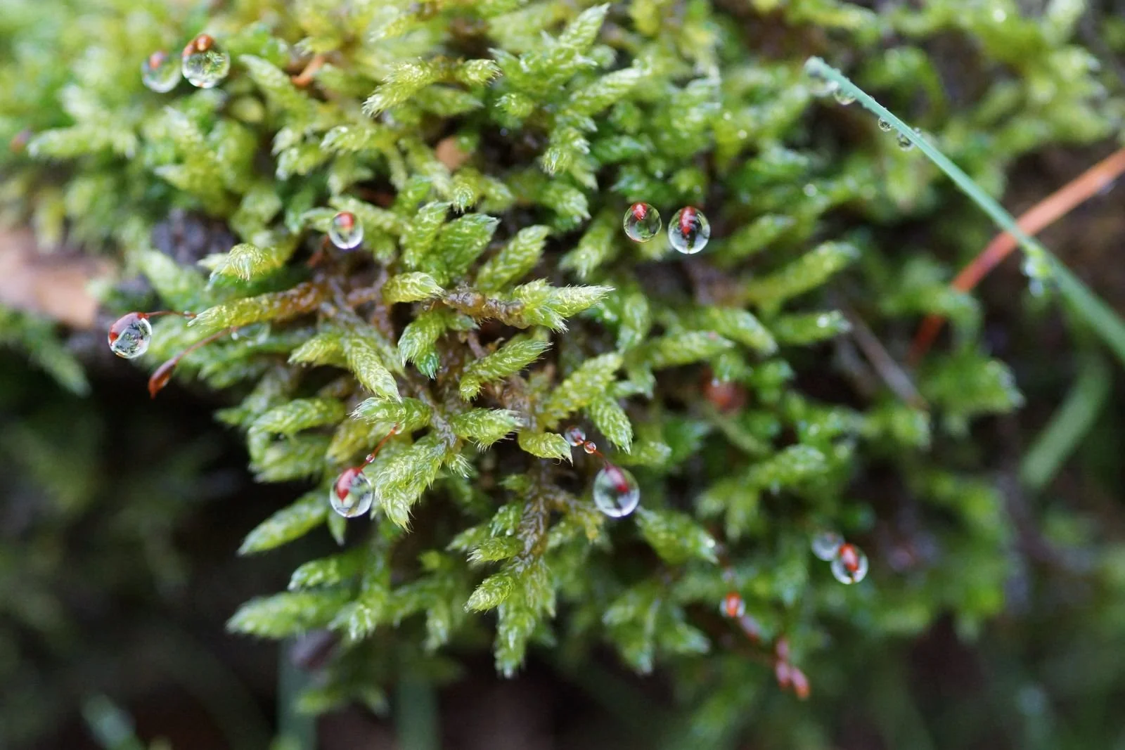 Drops of Perfection_Martin Miller.JPG