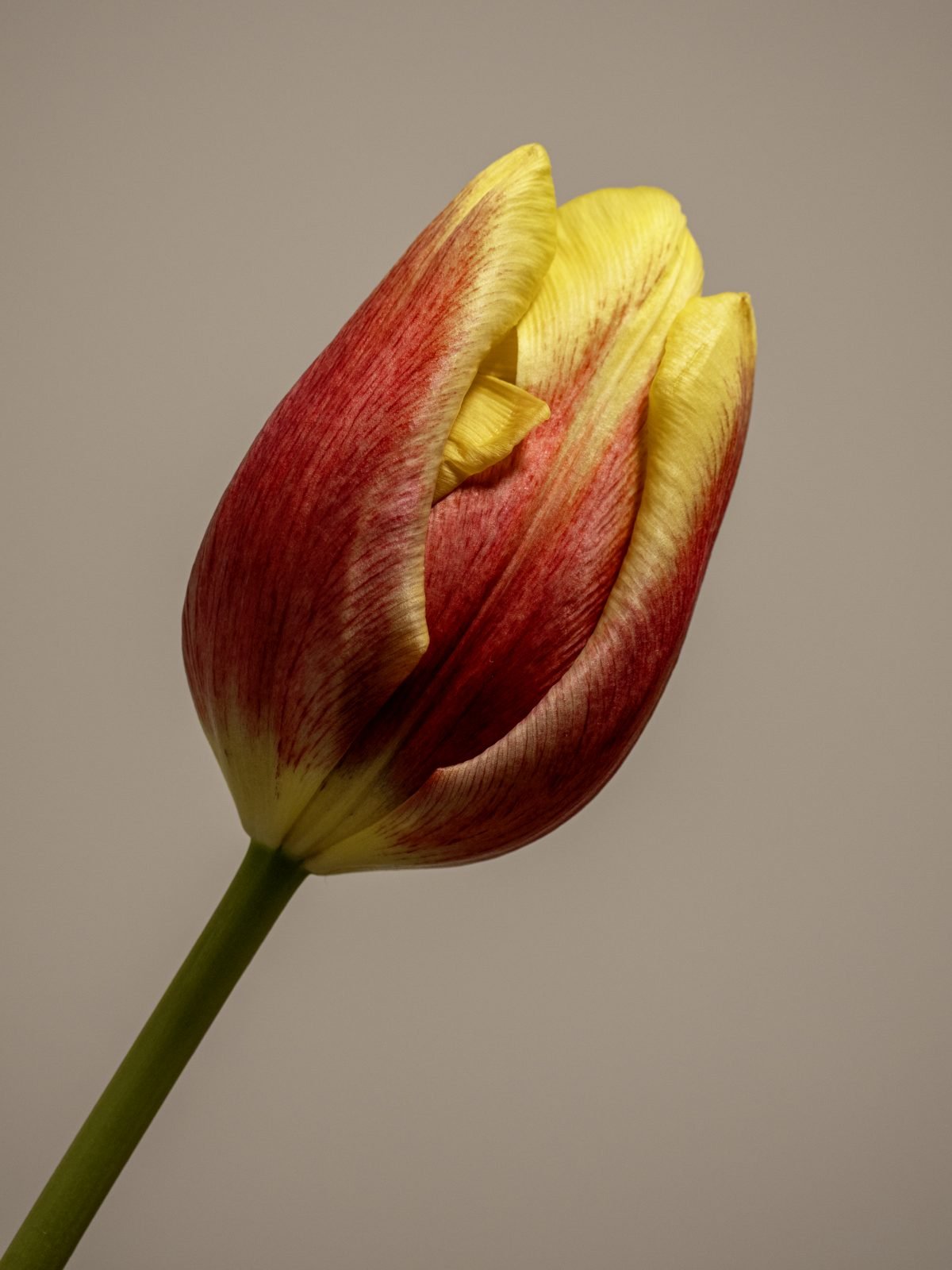 Beautiful by Mile Elliott (13)