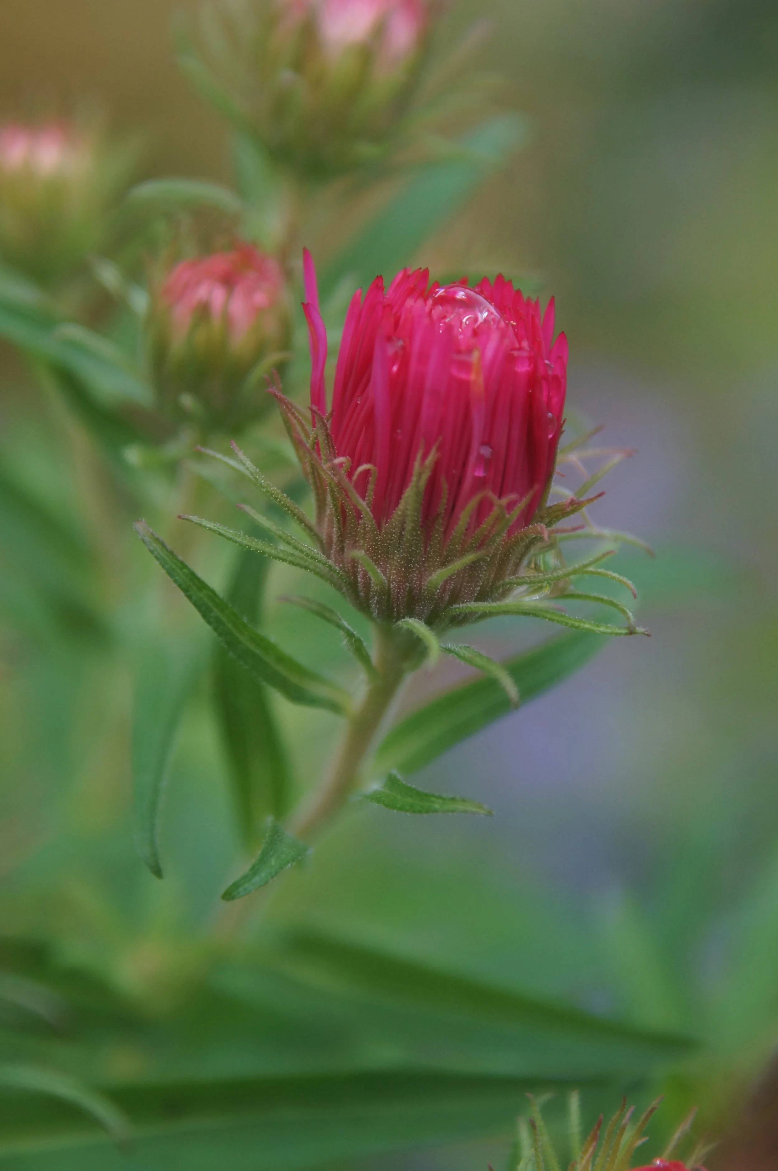 Water Drop Pink by Sam Miller (14)