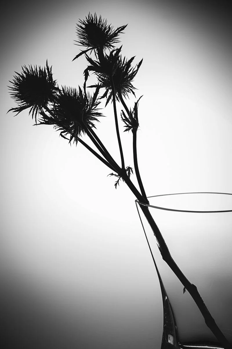 Mines a Dry Blackthorn by Graham White (18 Third Place)