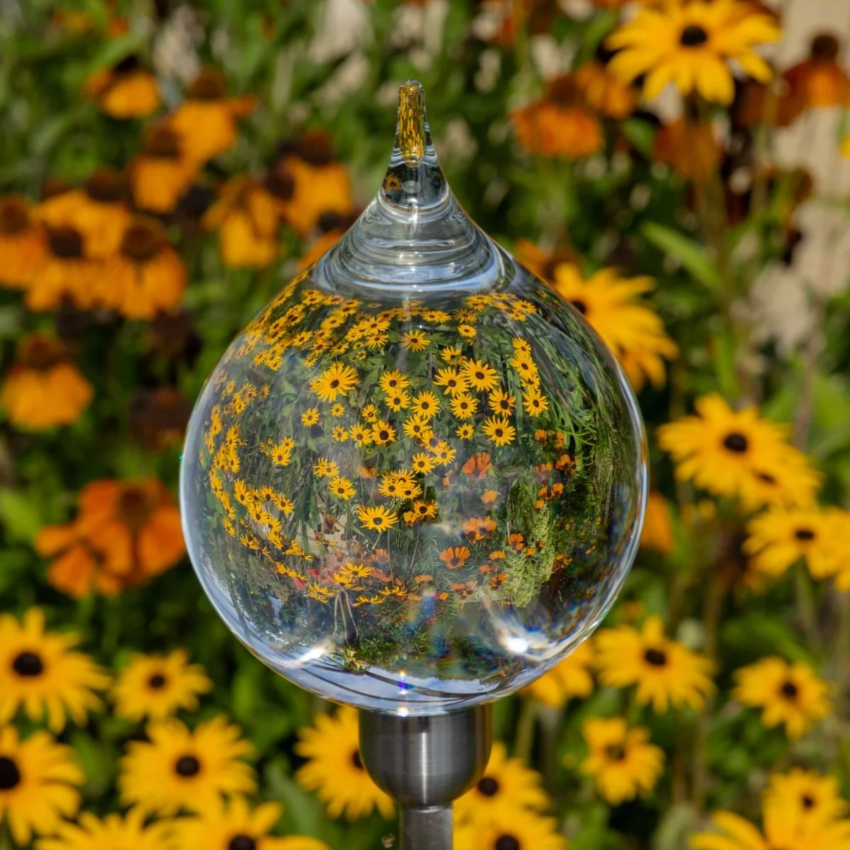 Rudbekia Globe_Mike Porter.jpg