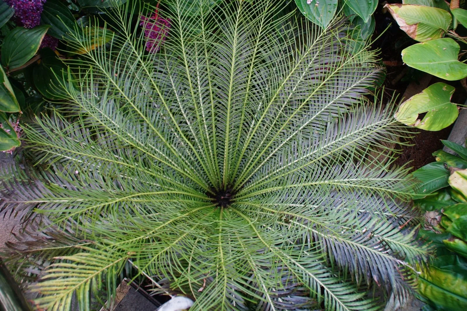 Centre of the Palm by Sam Miller (13)