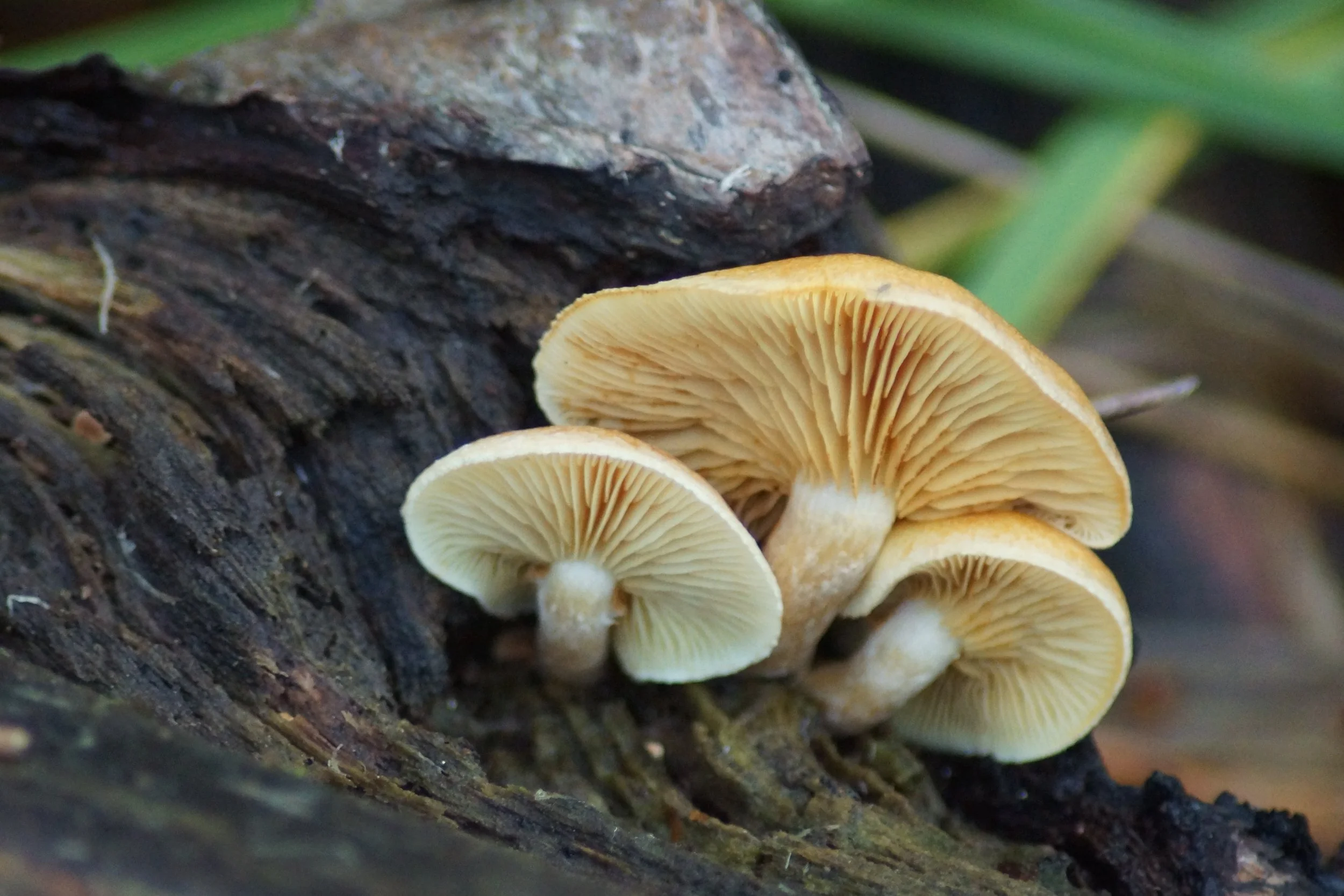 Three Fun Guys by Martin Miller (13)