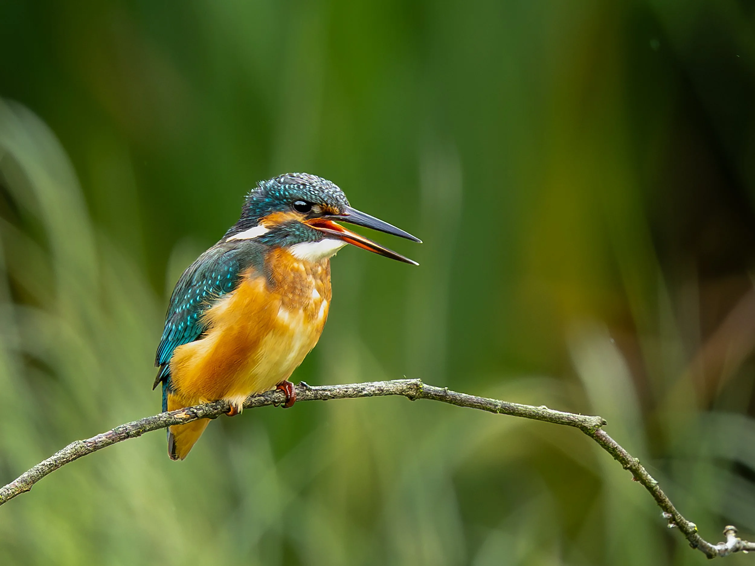 Kingfisher by Mike Porter (18 Joint Third Place)