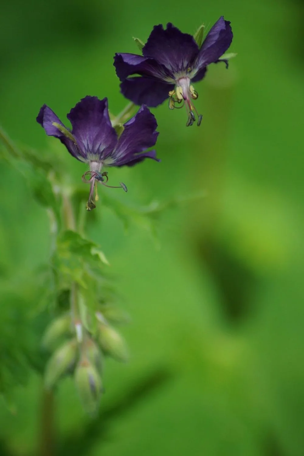Purple Ballet_Sam Miller.JPG