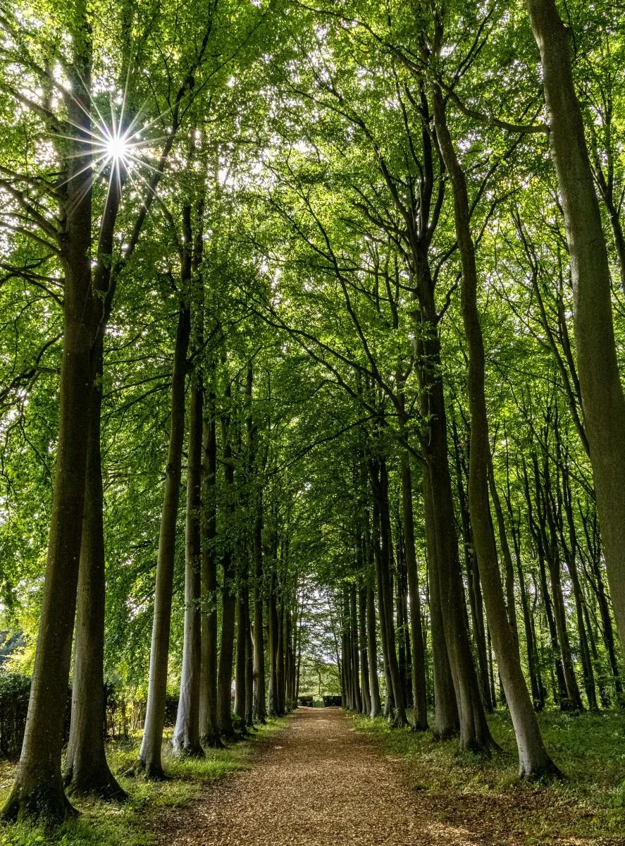 Beech Avenue by Mike Porter (16)