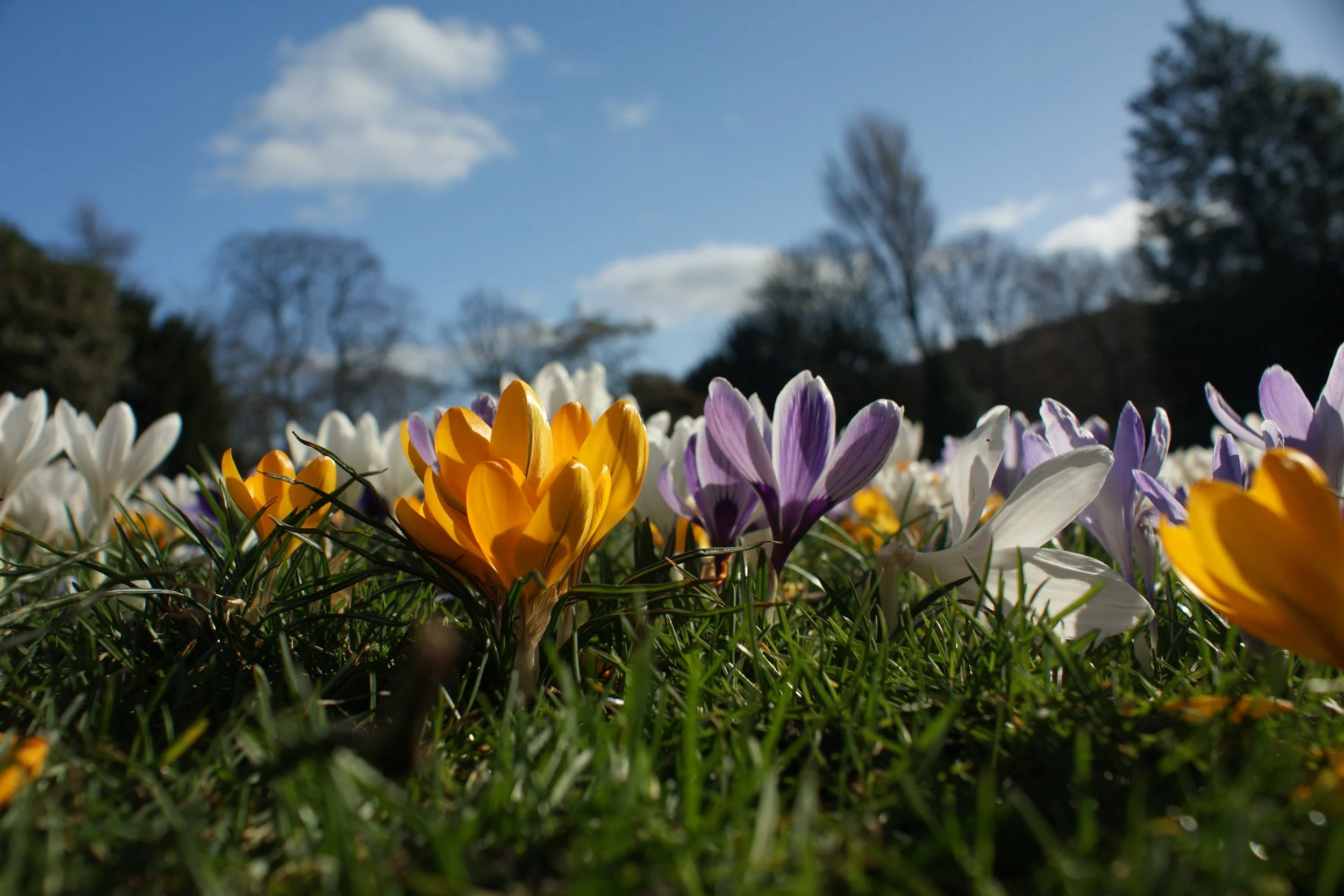 Sunlit Crocuses_Martin Miller.JPG