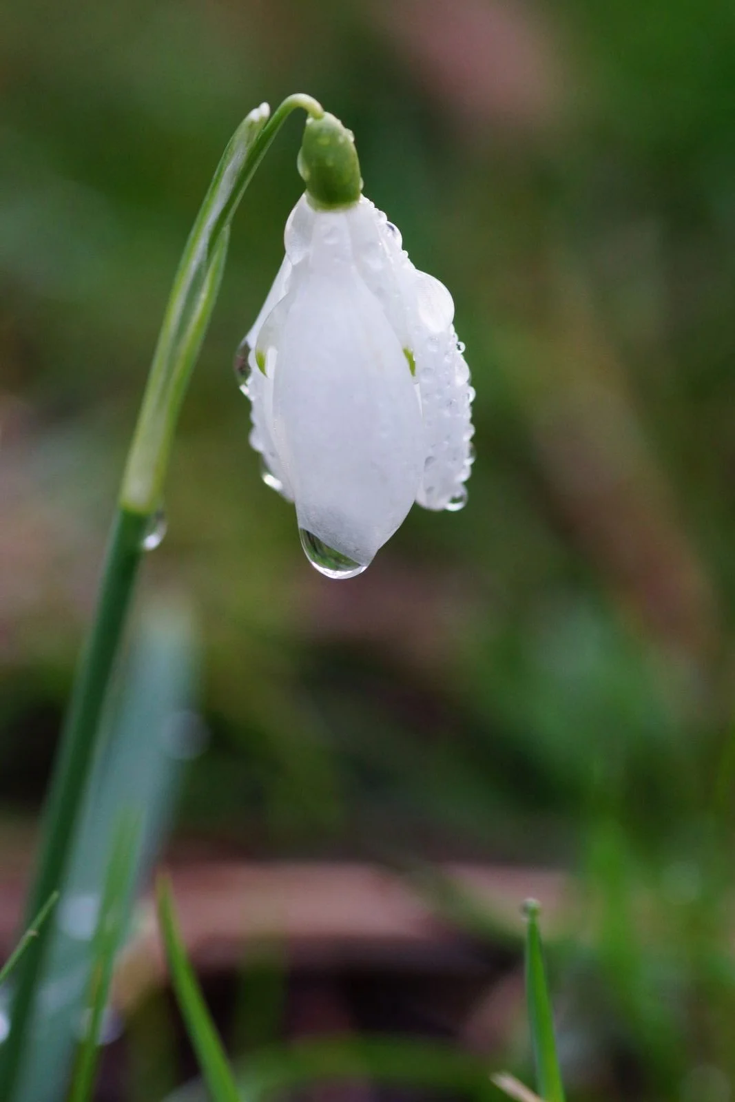 Drops of Snow by Sam Miller (11)