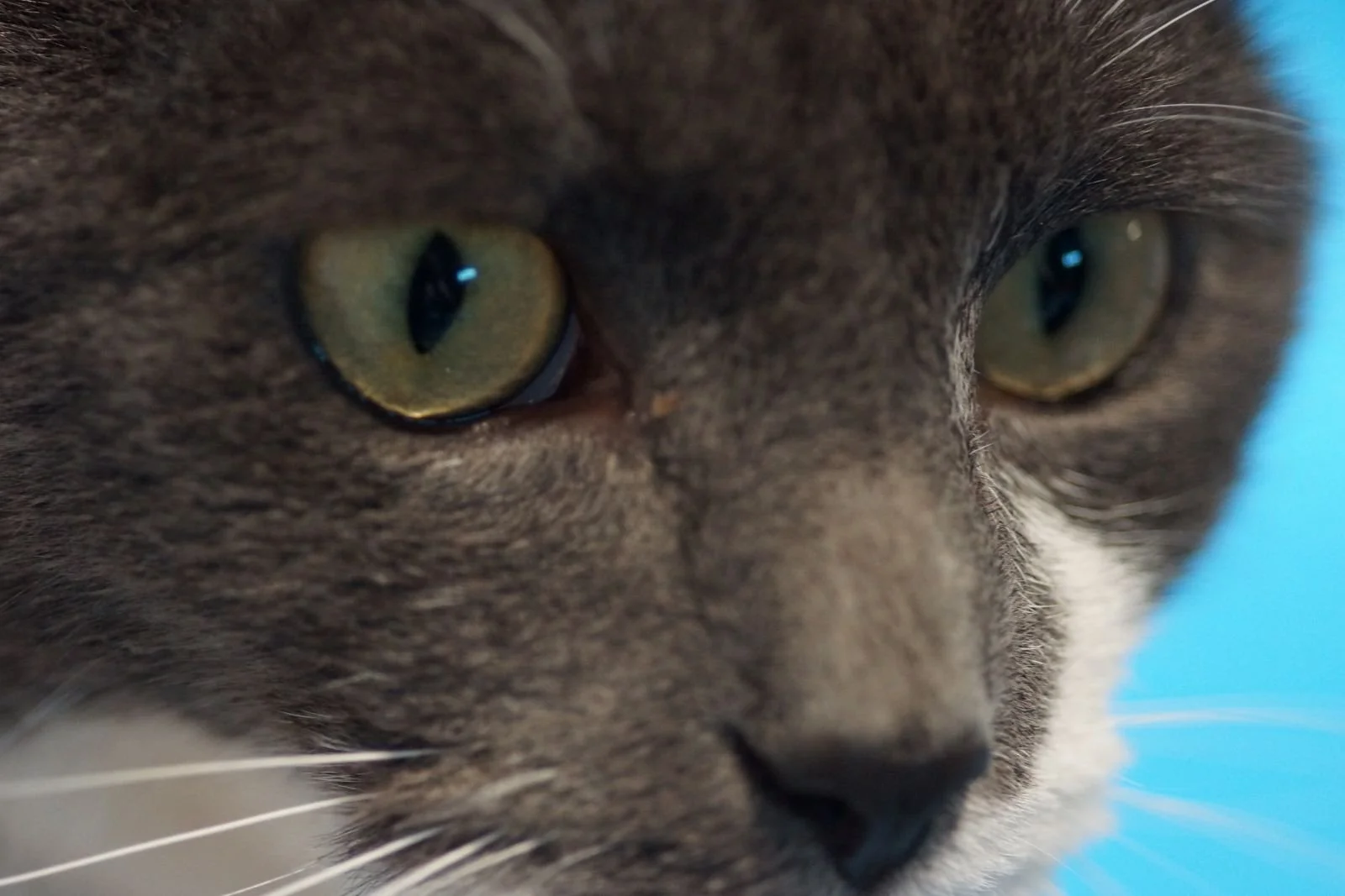 Irresistible Eyes by Martin Miller (12)