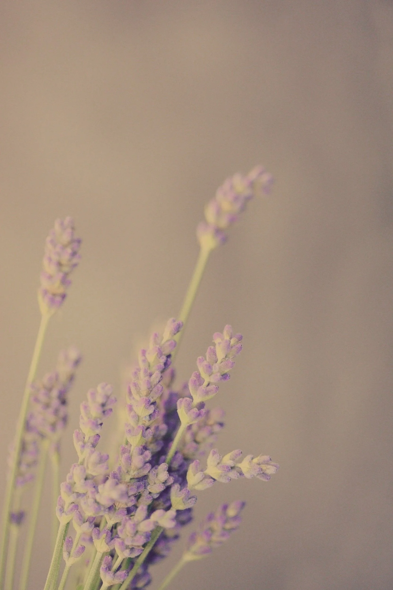 When Culture Shapes Sexuality: Honor, Virginity and the Hidden Impact on Intimacy