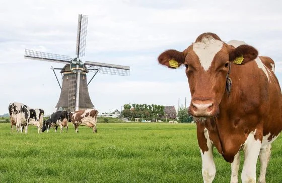 FrieslandCampina - alt.webp