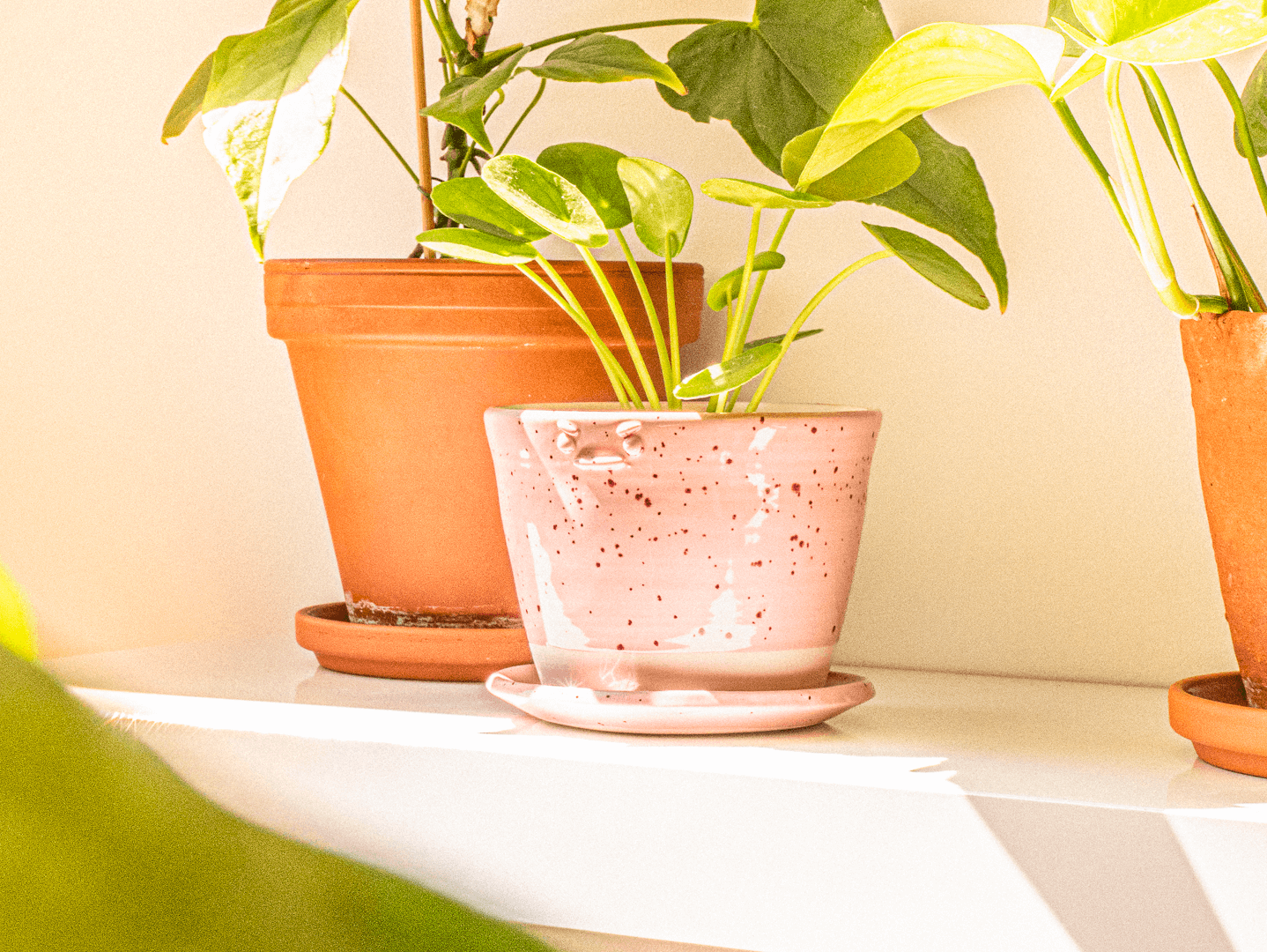 Moody-Buddy-Planter-Pink-B-Roll-03-WEB.png