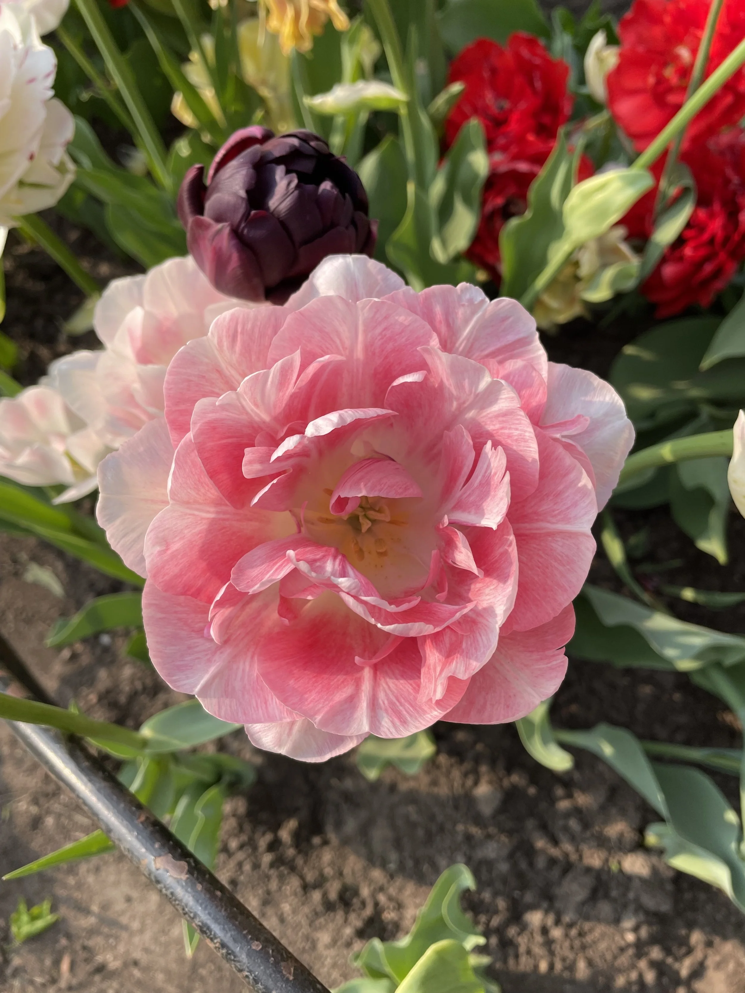 Close-up of a pink and white striped tulip with ruffled petals in a garden with other colorful tulips in the background.