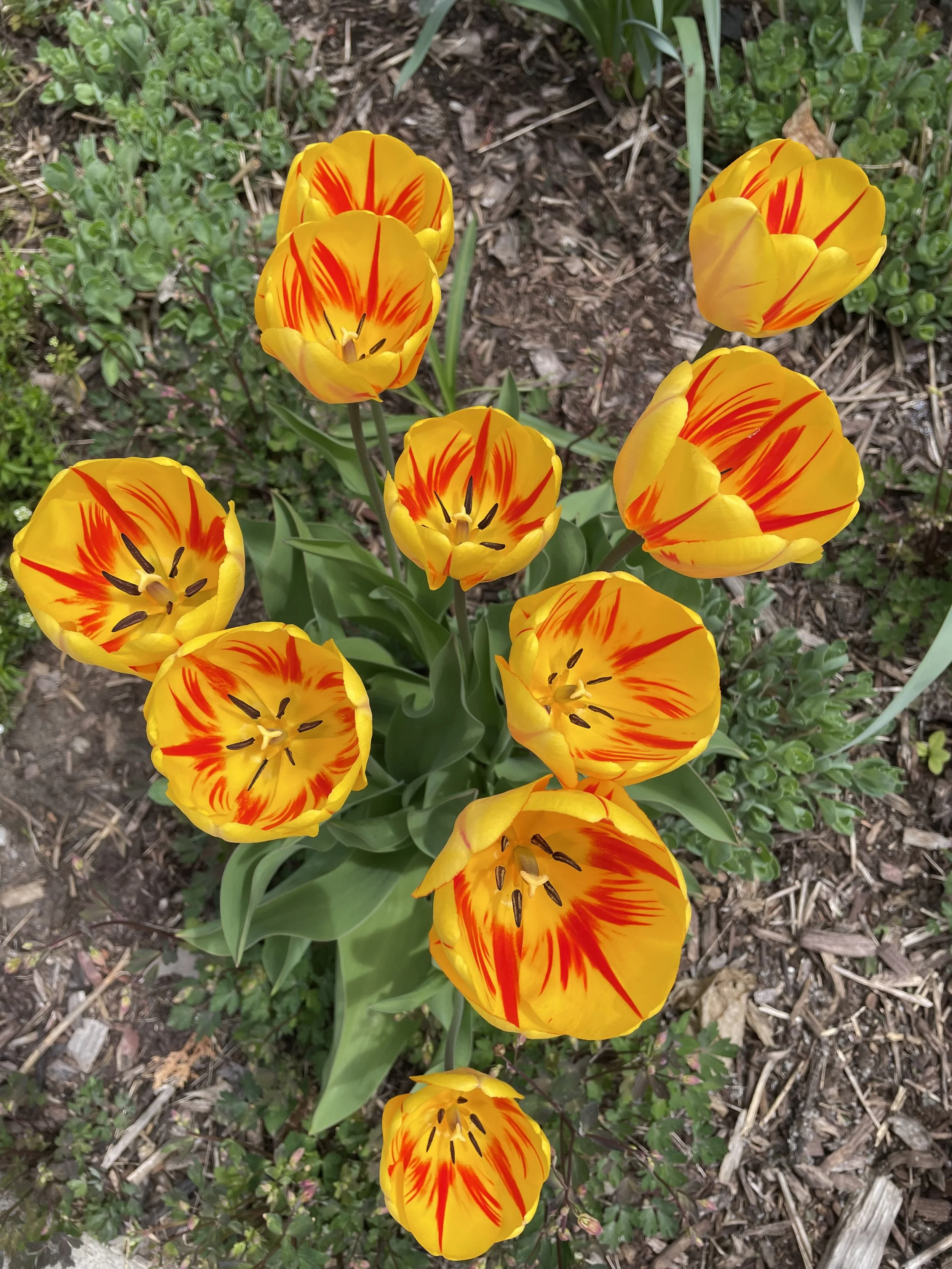 Yellow tulips with red streaks in a garden bed with green leaves and mulch.