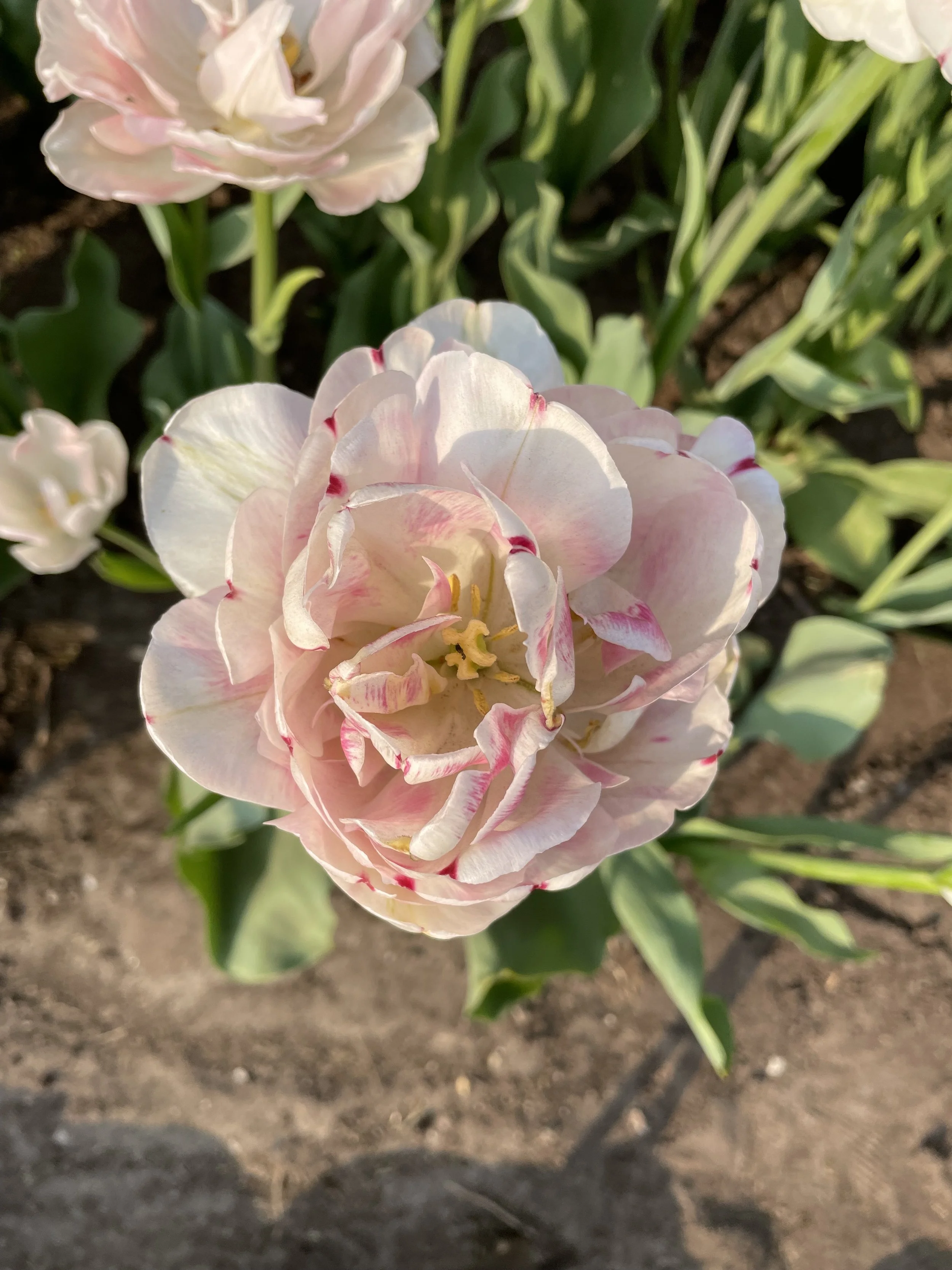 Close-up of a pink and white tulip flower in bloom in a garden bed with surrounding green leaves and soil.
