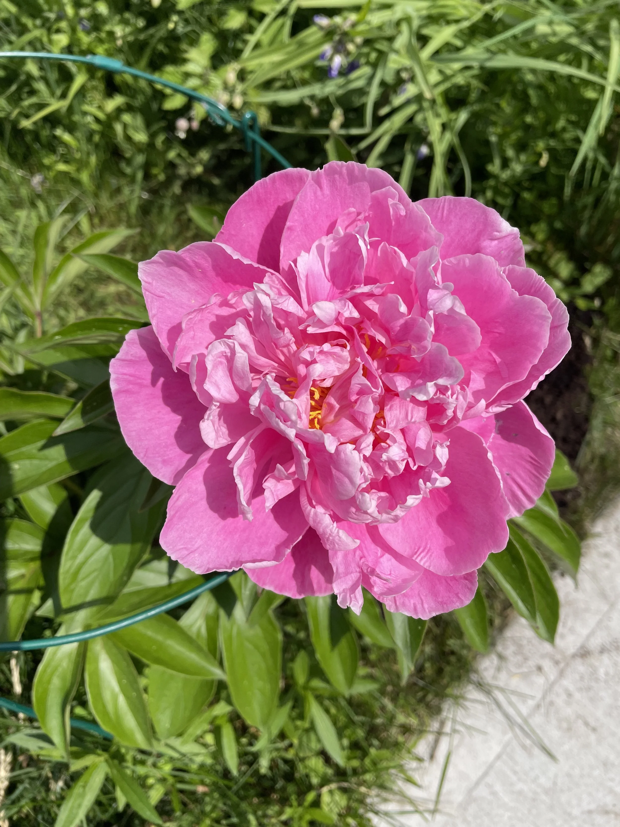 Close-up of a pink peony flower in full bloom with green leaves in the background.