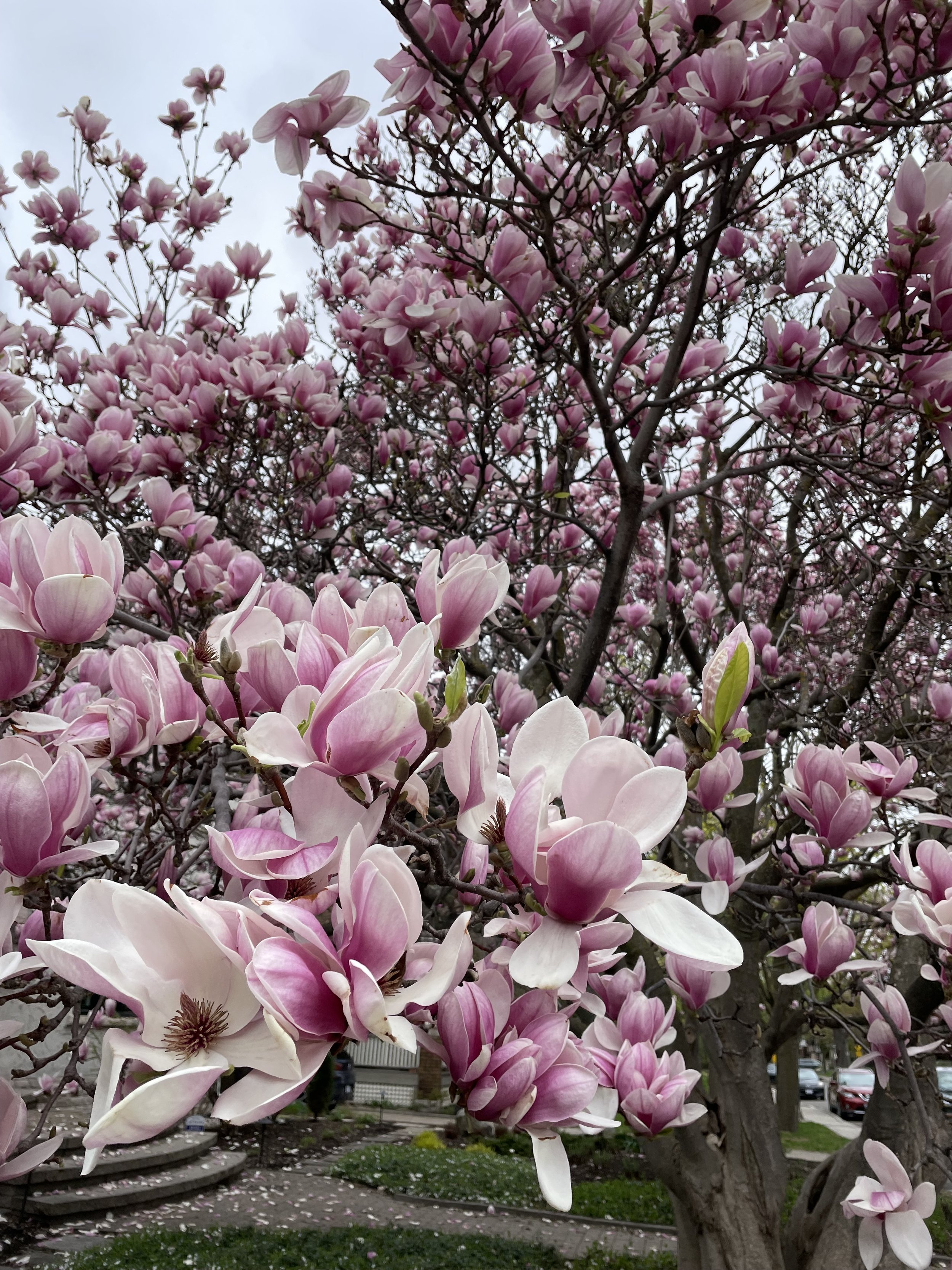 Pink and white magnolia flowers blooming on a tree in a park with a pathway and houses in the background.