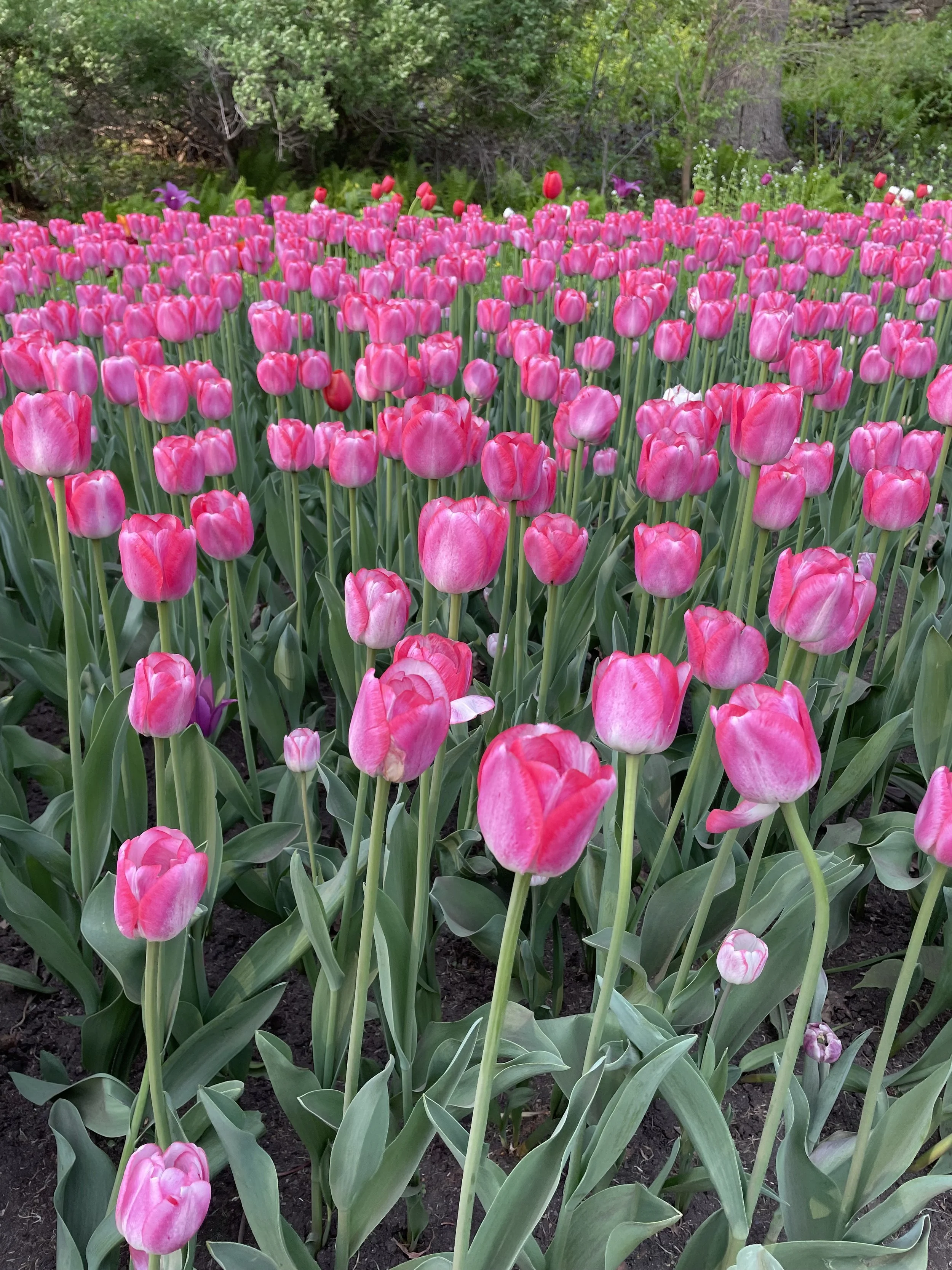 Pink tulips blooming in a garden with green leaves and trees in the background.