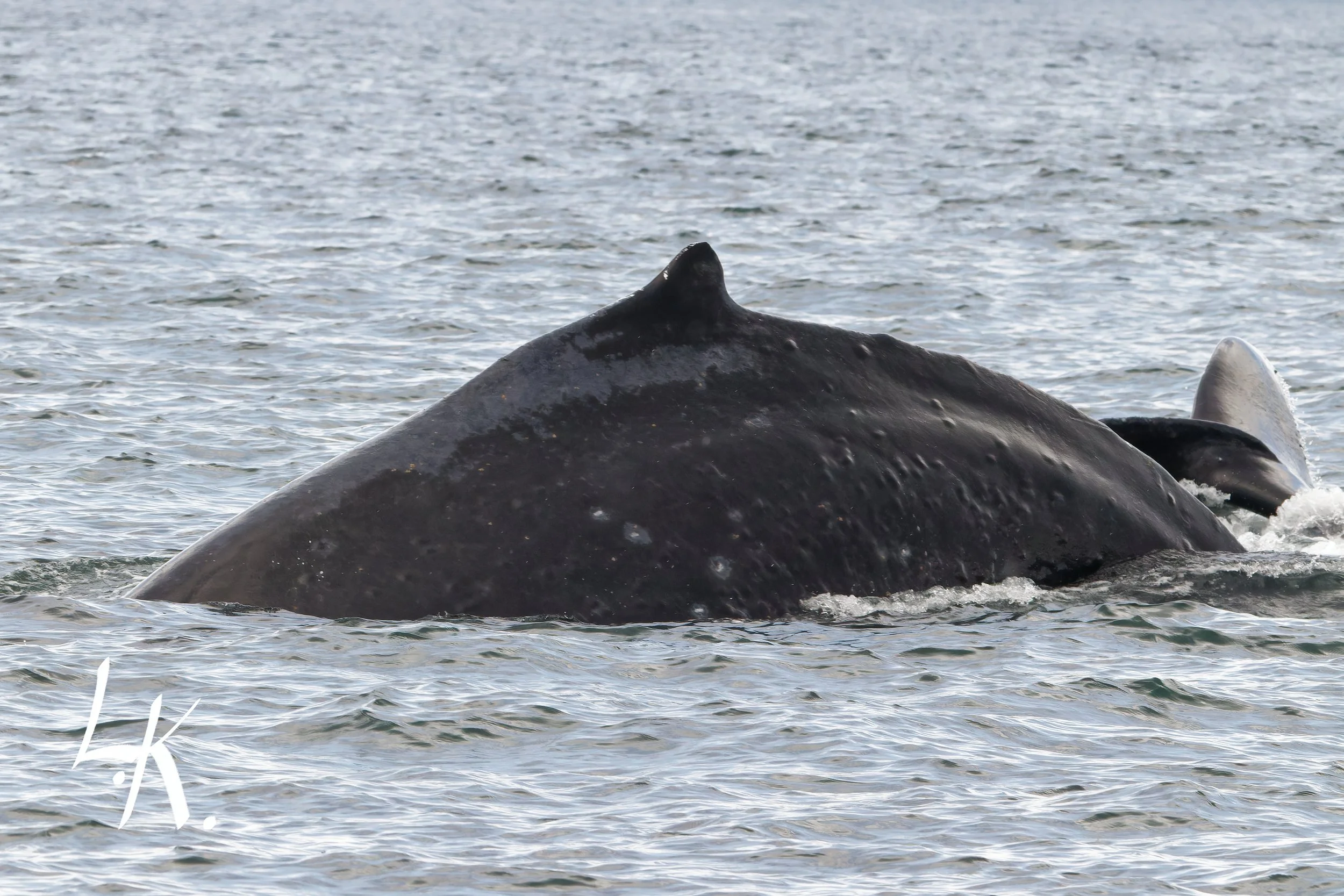 IMG_7673-CR2_DxO_DeepPRIME_DxO copy.jpg