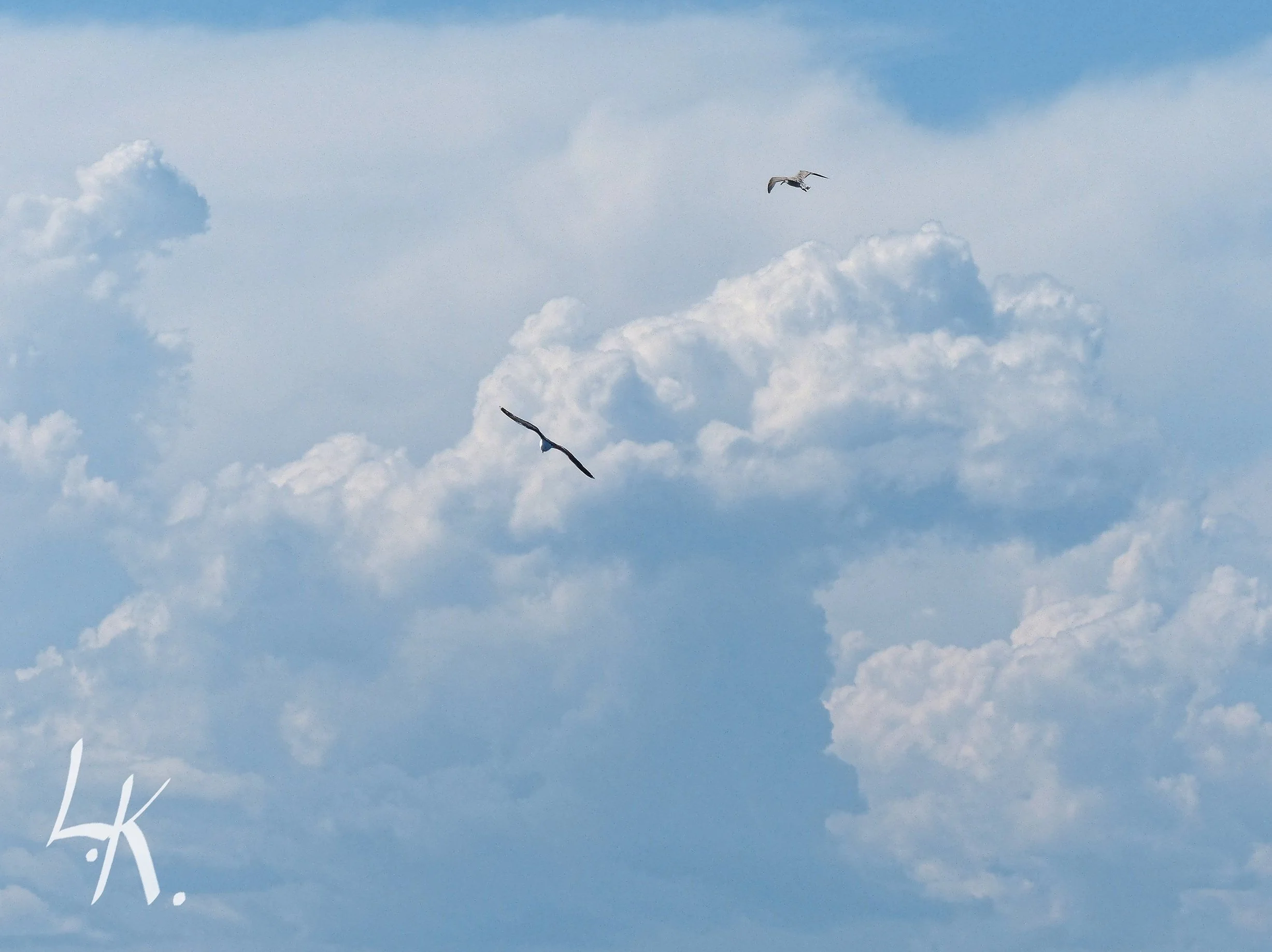 Birds in Nova Scotia_DxO.jpg
