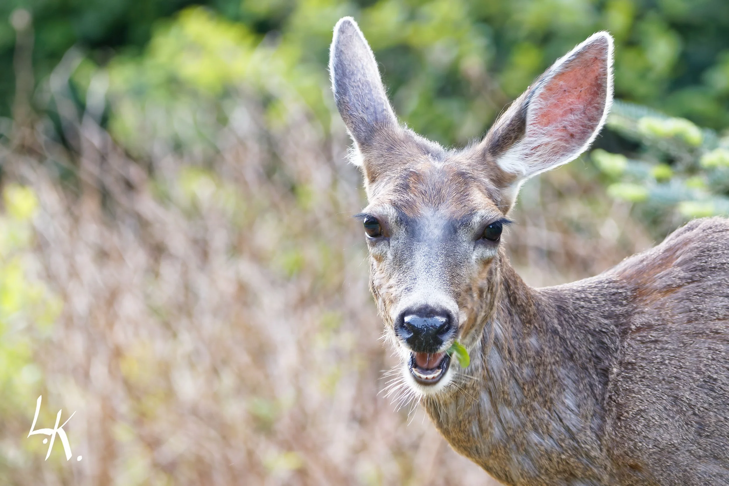 IMG_3675-CR2_DxO_DeepPRIME_DxO copy_DxO.jpg