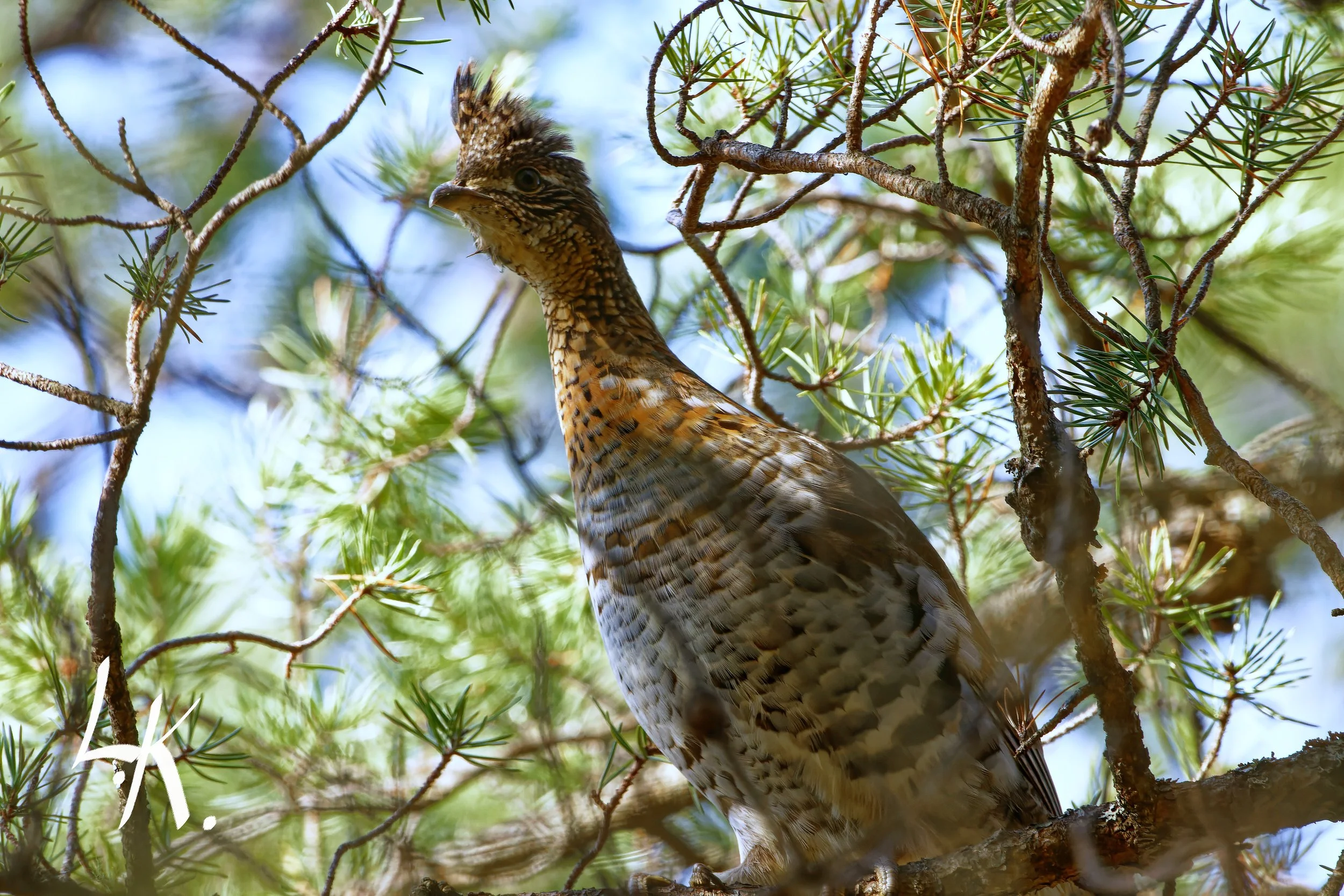 IMG_7600-CR2_DxO_DeepPRIME-2_DxO 2 2 copy_DxO.jpg