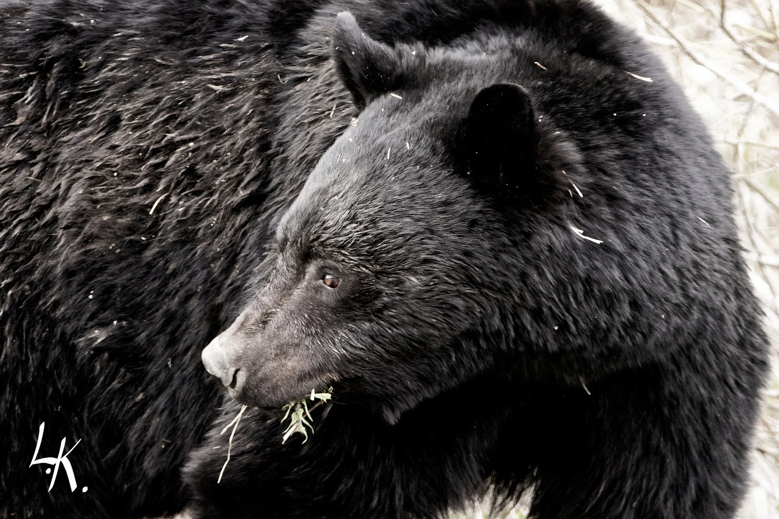 IMG_9784-CR2_DxO_DeepPRIME_DxO copy_DxO.jpg