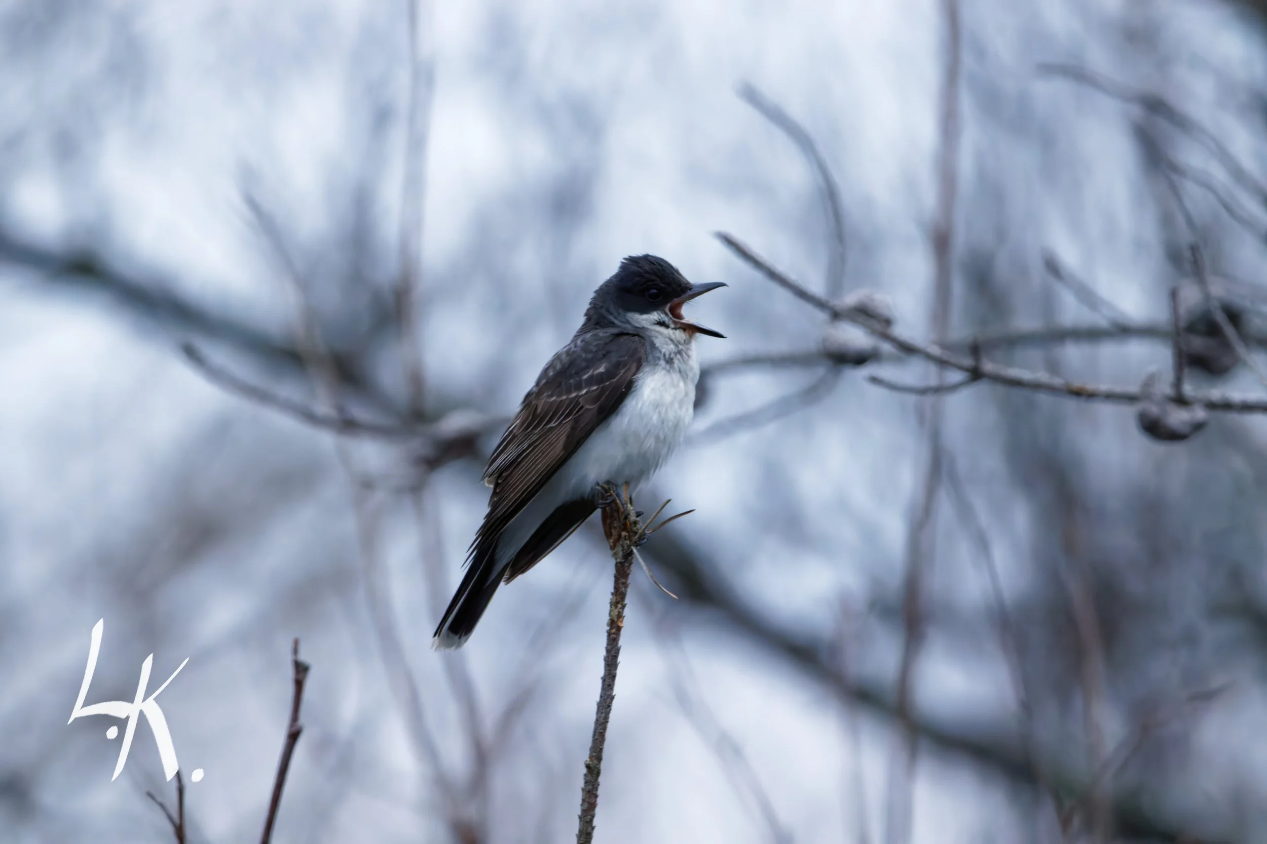 %22Attention Everyone!%22.jpg