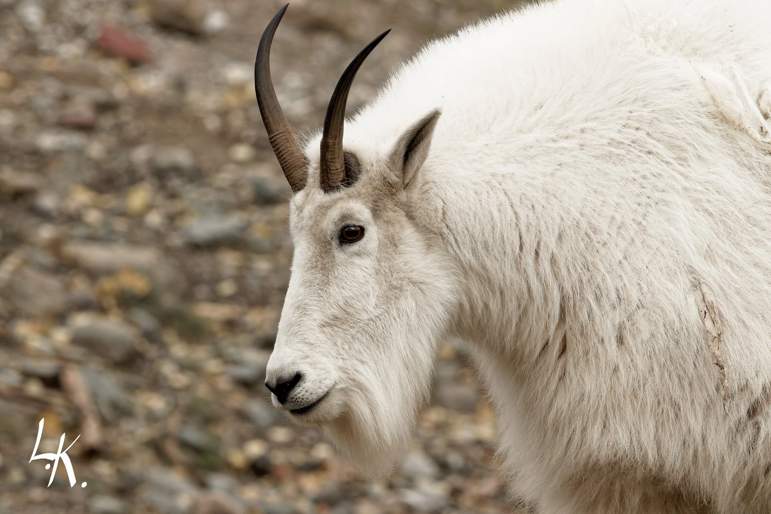 IMG_8842-CR2_DxO_DeepPRIME_DxO copy_DxO.jpg