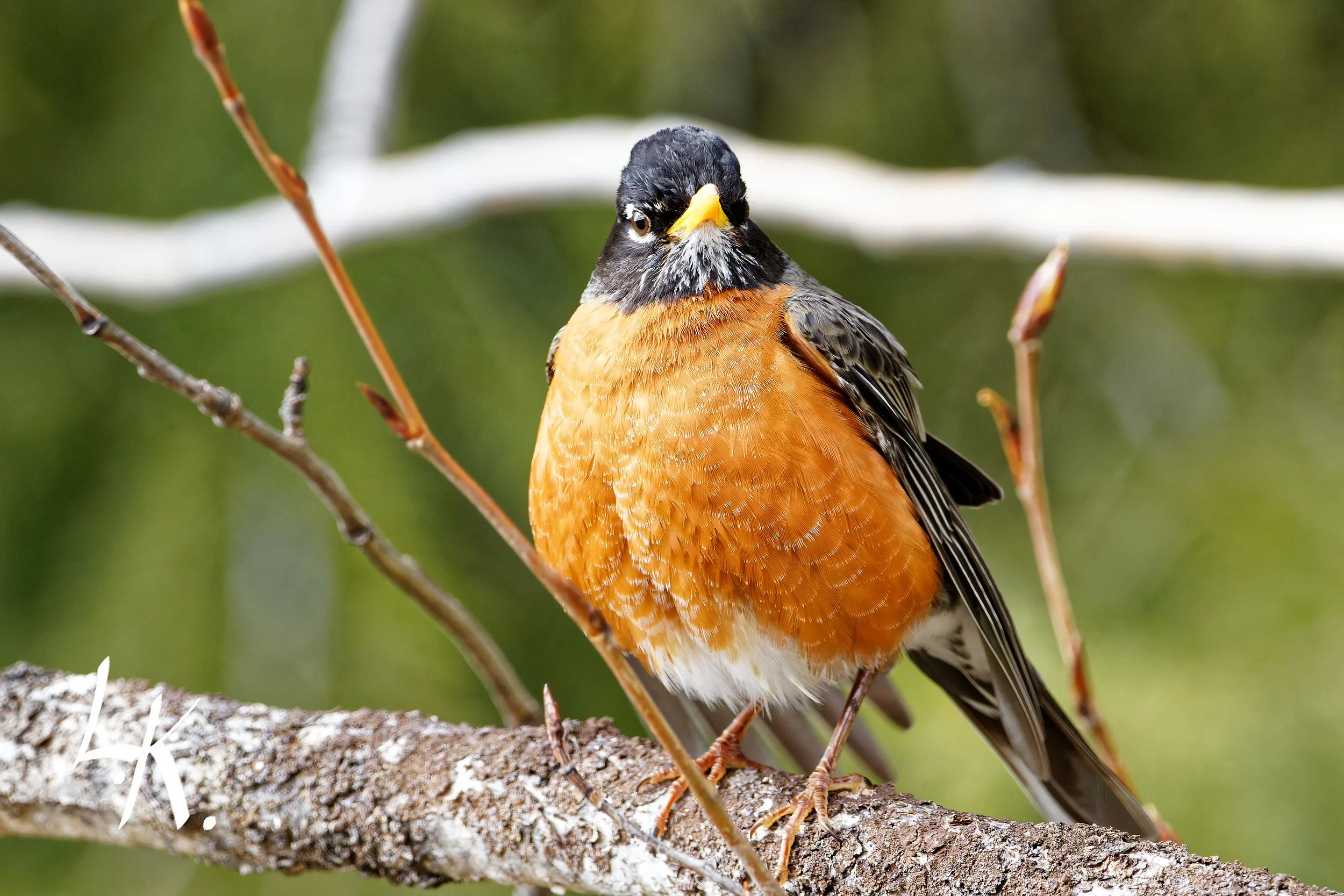 IMG_9906-CR2_DxO_DeepPRIME_DxO copy_DxO.jpg