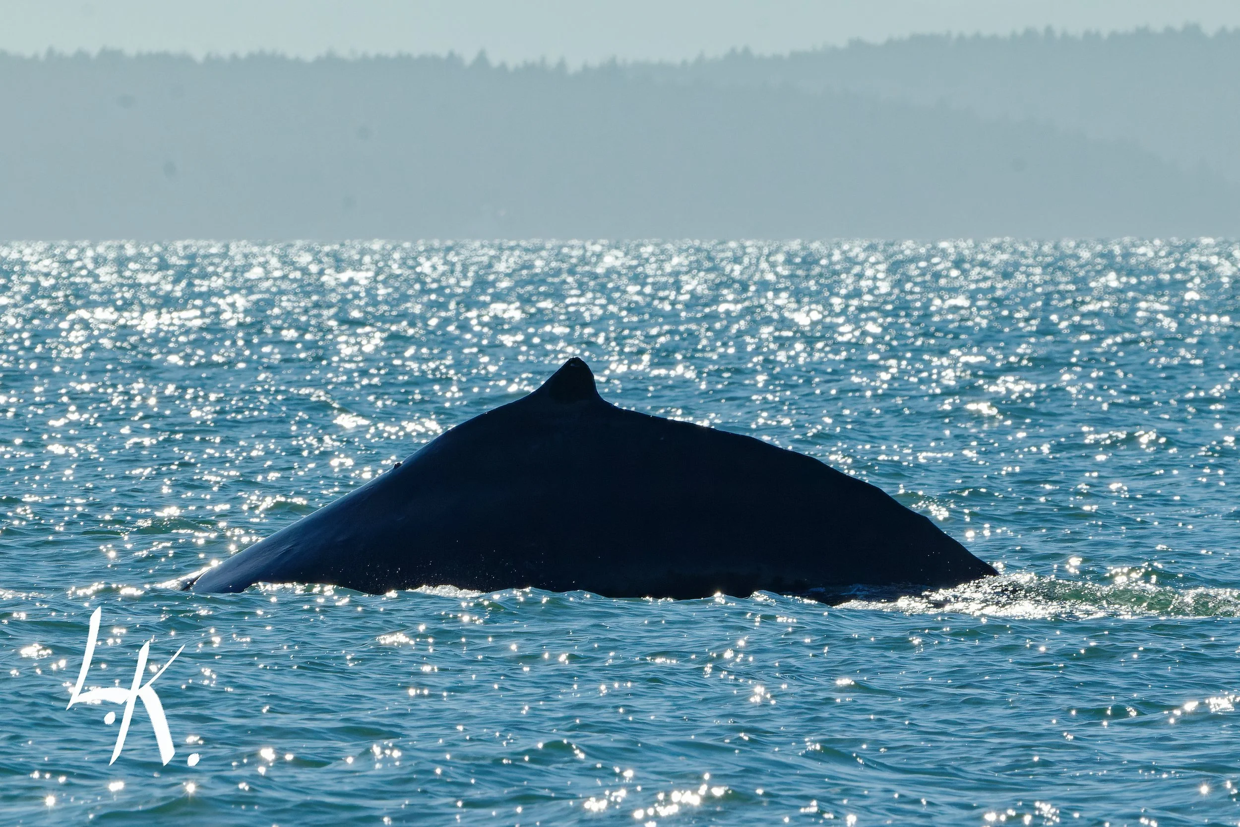 IMG_9878-CR2_DxO_DeepPRIME_DxO copy_DxO_DxO.jpg