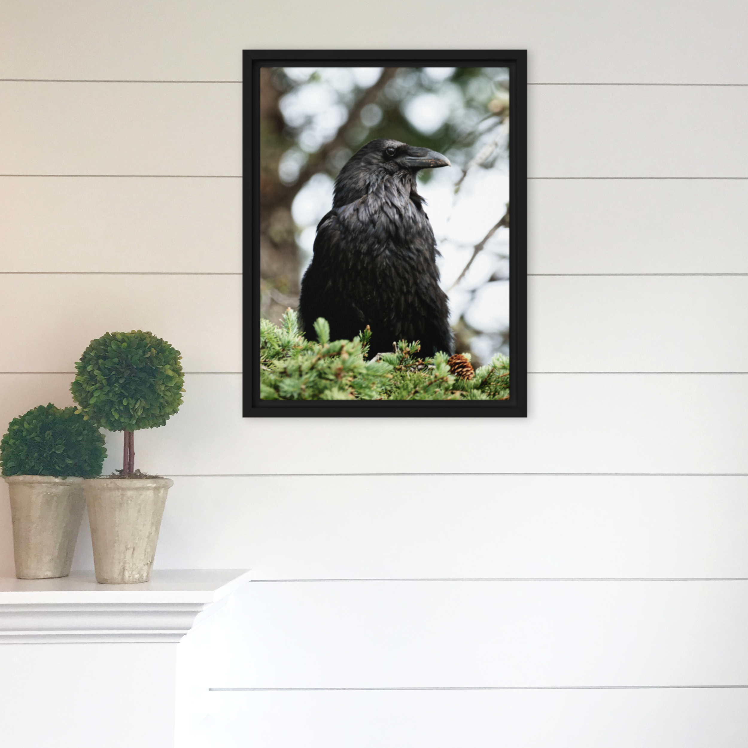 Raven in the Pines: A Moment of Reflection Framed Canvas