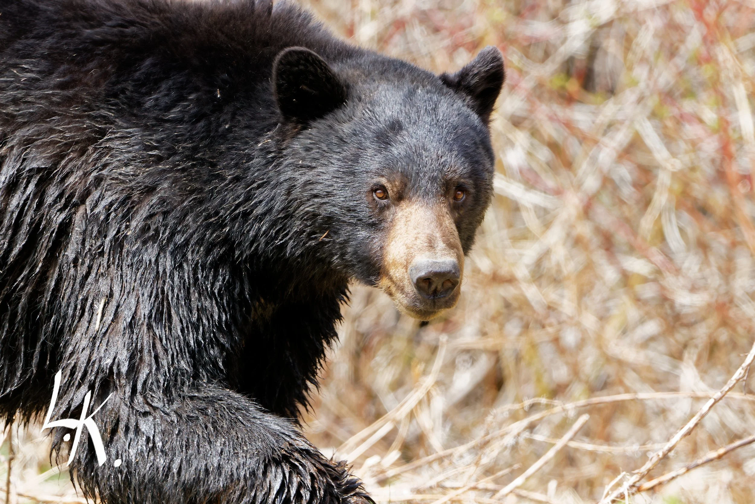 IMG_7190-CR2_DxO_DeepPRIME_DxO copy_DxO.jpg