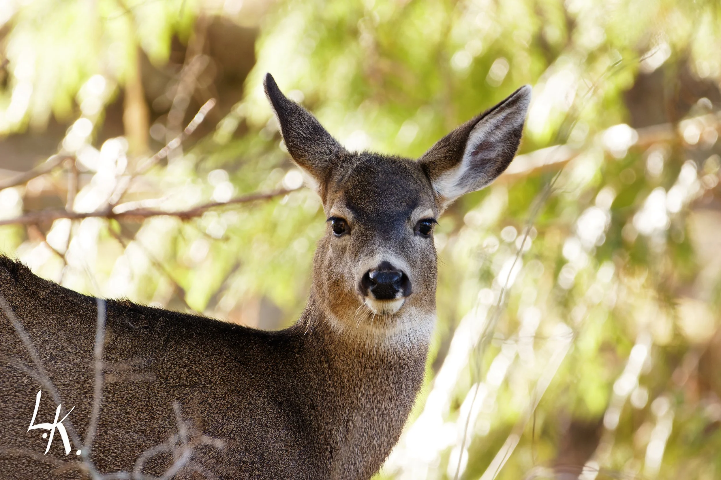 IMG_9138-CR2_DxO_DeepPRIME_DxO copy_DxO.jpg