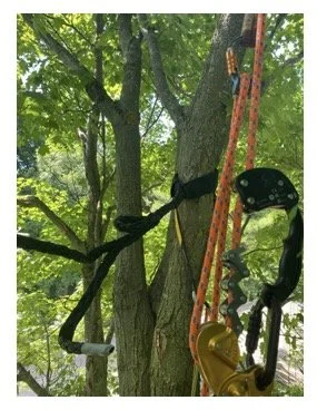 view of tree with cables.jpg