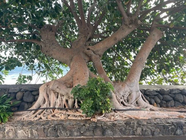 PHOTO-2024-06-20-21-34-52 (10).jpg