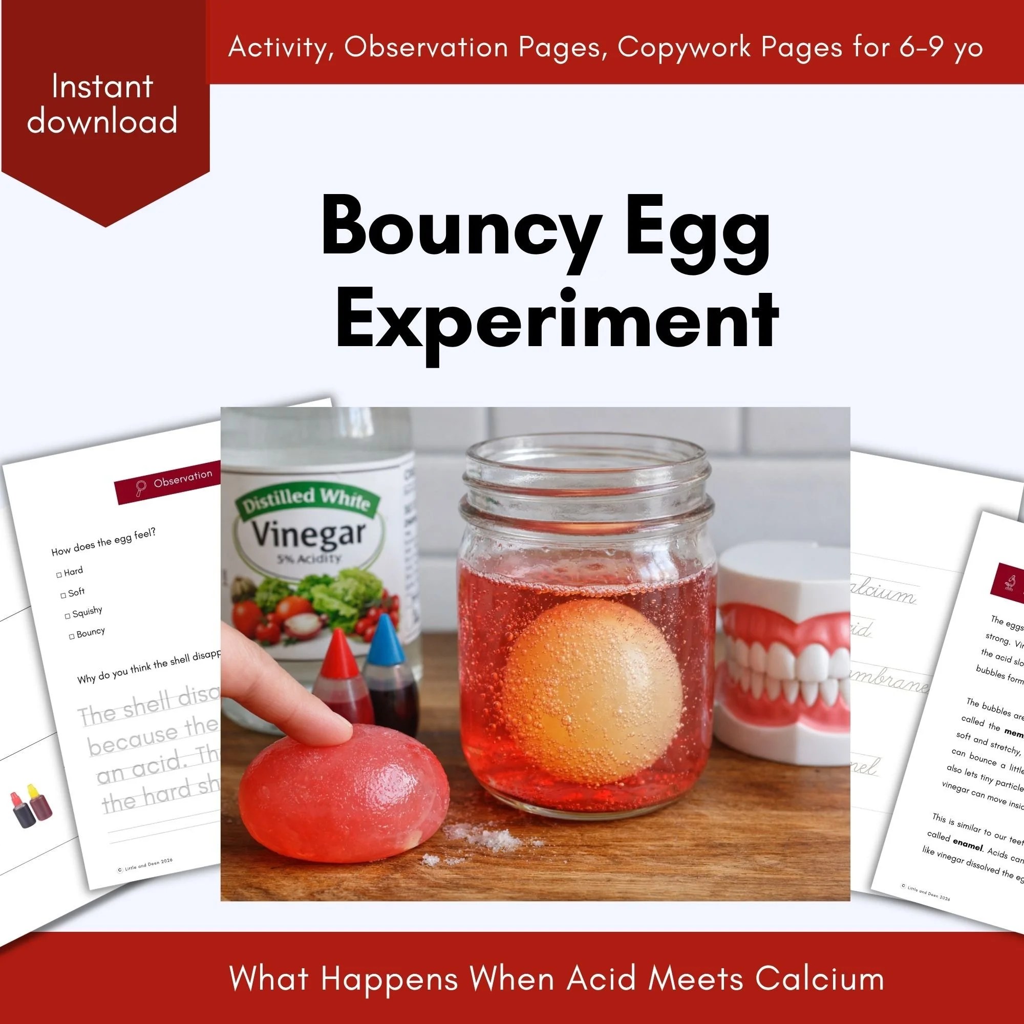 Bouncy Egg Experiment