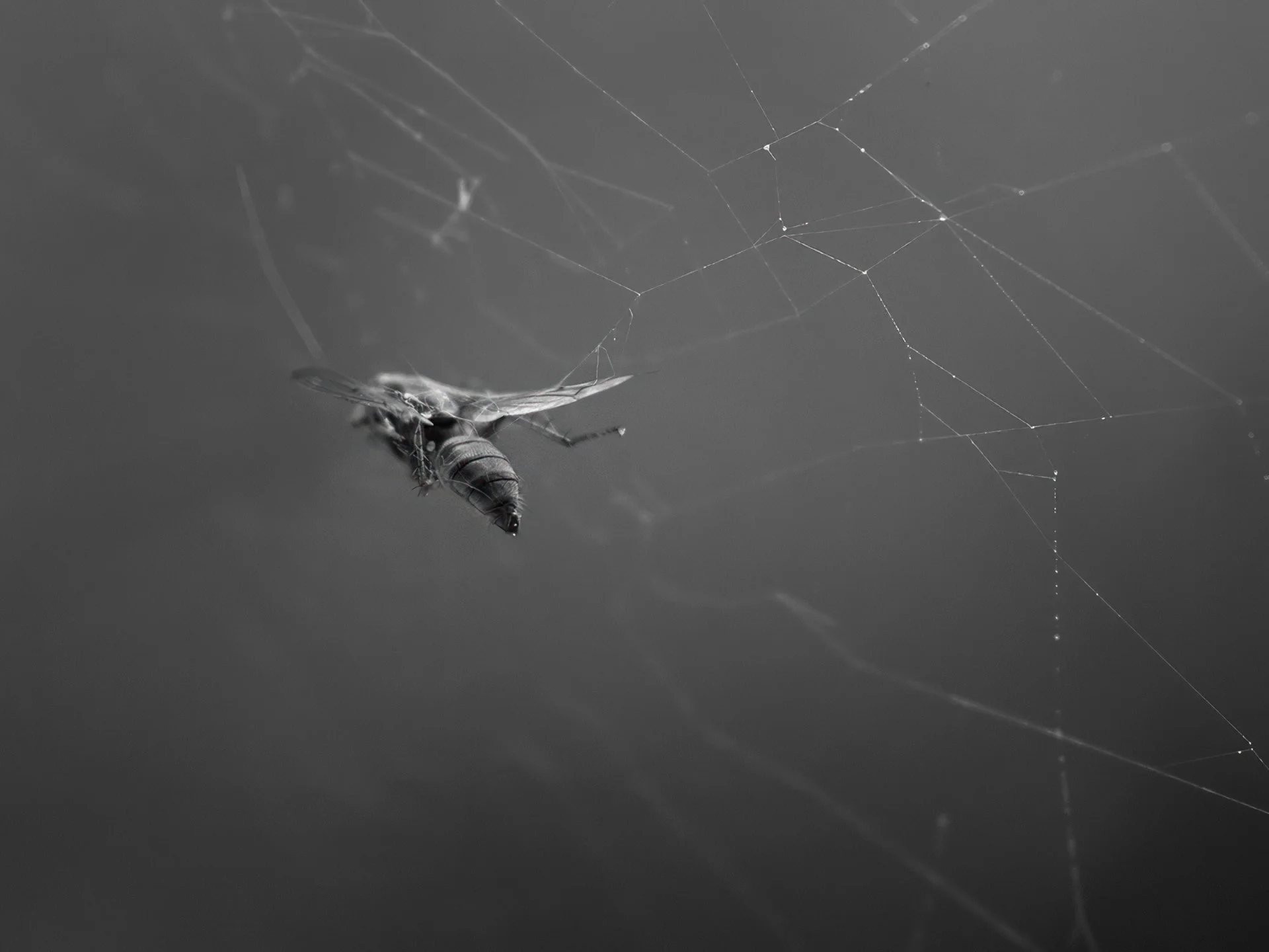 Caught Mid-Flight.jpg