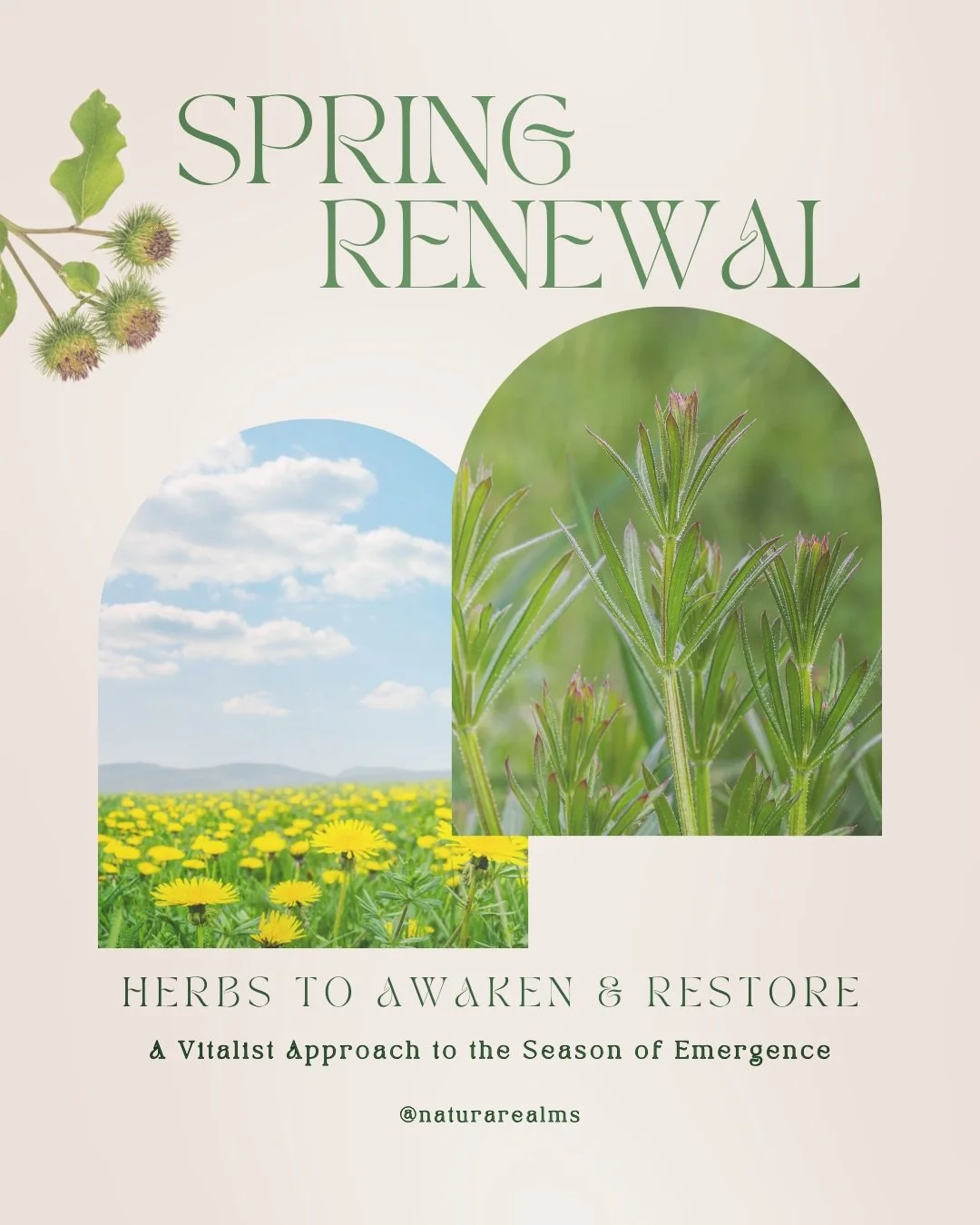 🌿 Spring, in the vitalist tradition, is a season of awakening.

After months of winter&rsquo;s stillness, the body begins to move&mdash;circulation increases, the liver becomes more active, and the lymphatic system begins to clear what has accumulat