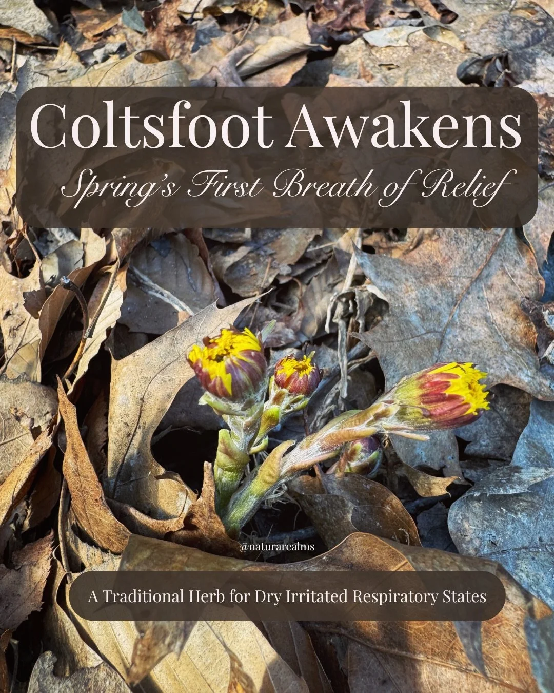 There is something deeply meaningful about the plants that arrive first.

Before the trees leaf, before the landscape softens&hellip;
Coltsfoot emerges.

Pushing through last year&rsquo;s decay, this humble yellow flower is one of spring&rsquo;s earl