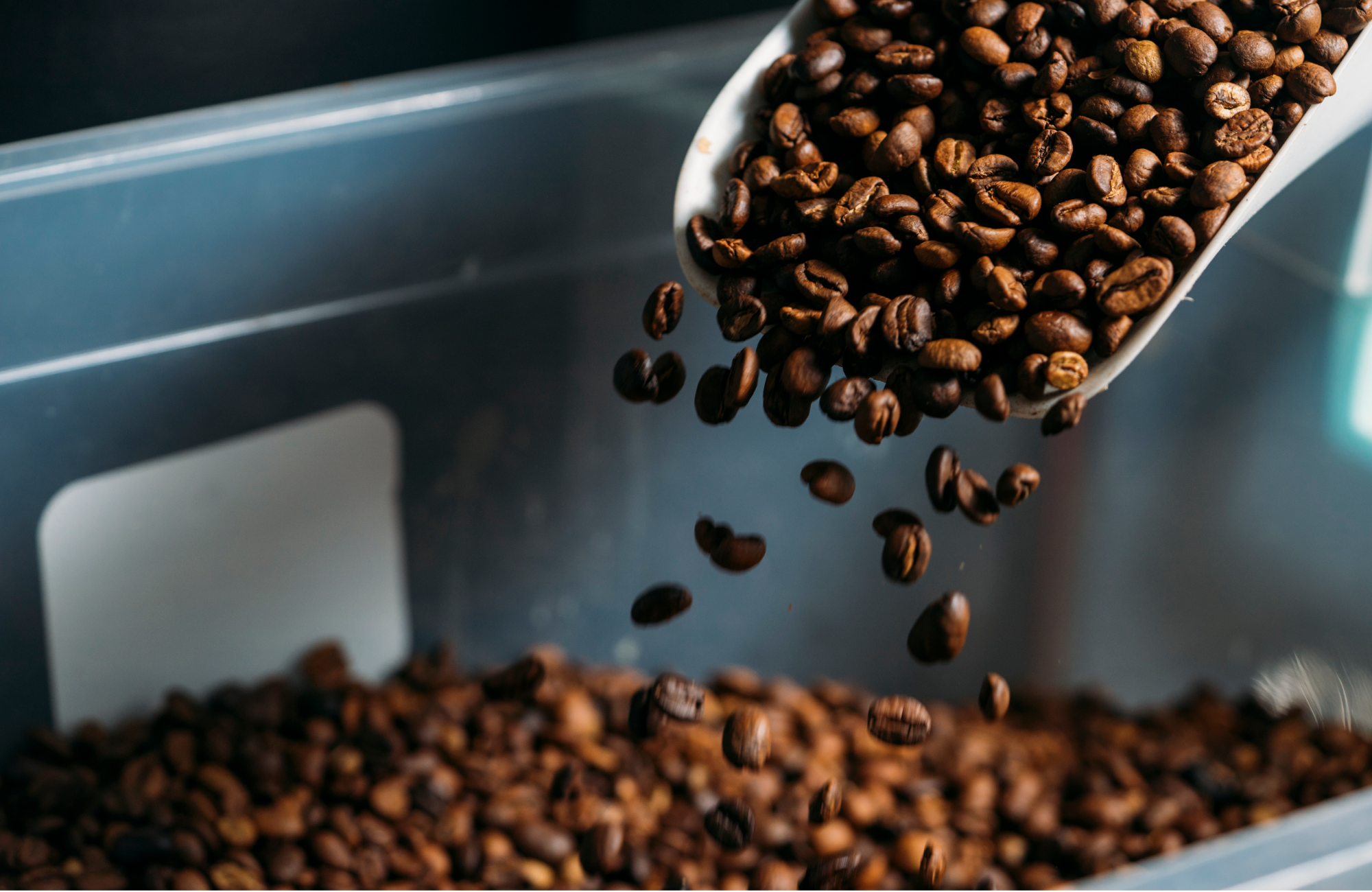 Freshly roasted coffee beans at Ocean Brew Co in Ocean Township NJ