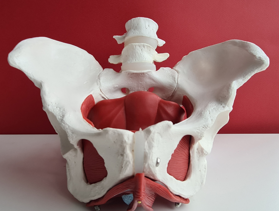 My Pelvis Has a Floor?