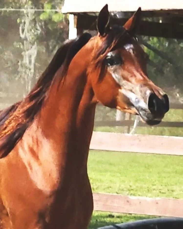 Mckenzie SBF purebred arabian mare