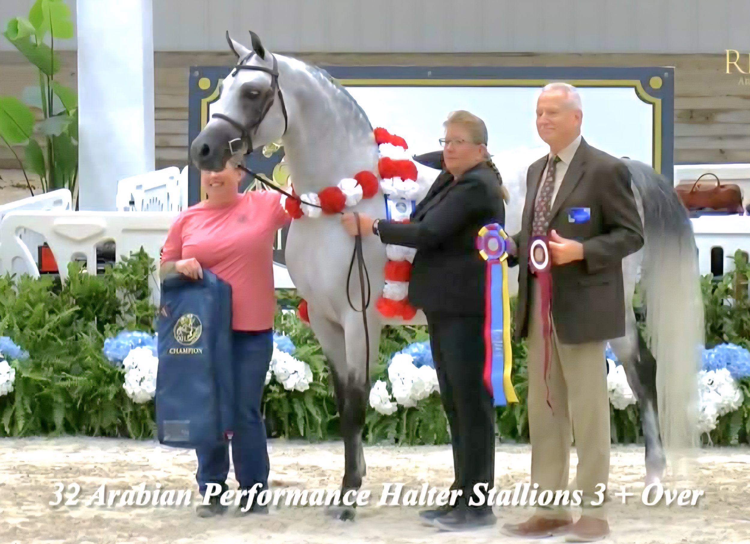 SK Giovanno+ - Egyptian related Arabian Stallion